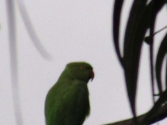 Psittacula krameri