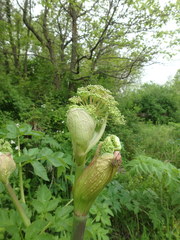 Angelica atropurpurea
