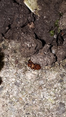 Epuraea ocularis