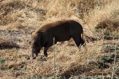 Phacochoerus africanus