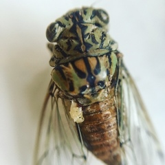 Neocicada hieroglyphica