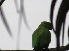Psittacula krameri