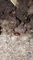 Epuraea ocularis