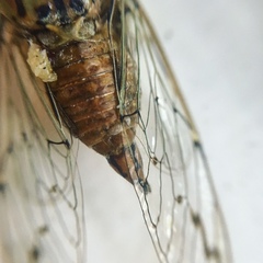 Neocicada hieroglyphica