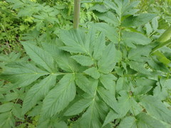 Angelica atropurpurea