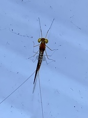 Leucrocuta aphrodite