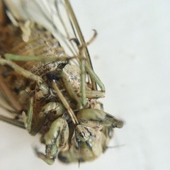 Neocicada hieroglyphica