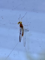 Leucrocuta aphrodite