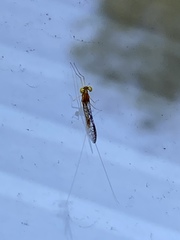 Leucrocuta aphrodite