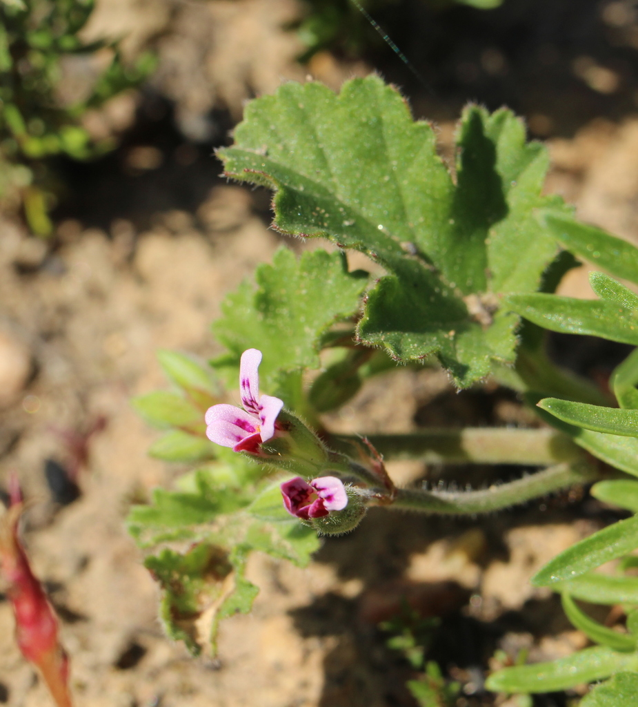 Fire Storksbill