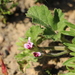 Fire Storksbill - Photo (c) Cecile Roux, some rights reserved (CC BY-NC), uploaded by Cecile Roux