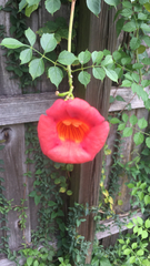 Campsis radicans image