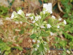 Stevia rebaudiana