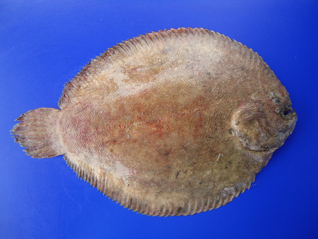 Brown Sole