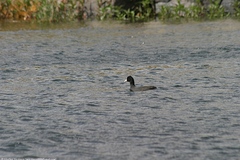 Fulica atra