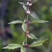 Northern Bugleweed - Photo (c) aarongunnar, some rights reserved (CC BY), uploaded by aarongunnar