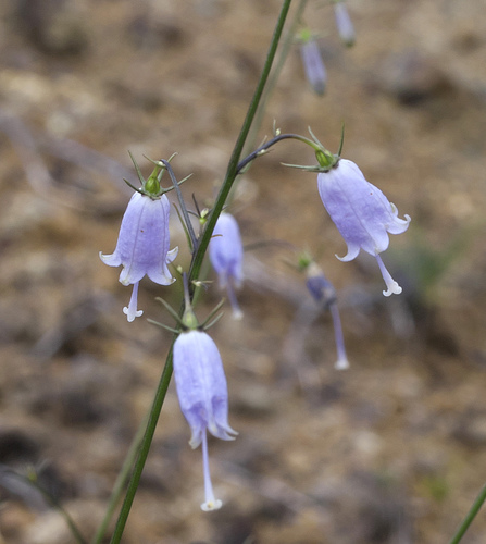 Three-leaf ladybell