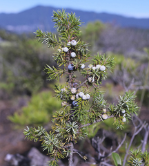 Juniperus rigida