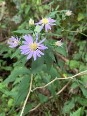 Symphyotrichum retroflexum