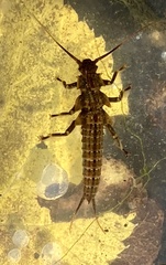 Pteronarcys pictetii