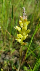 Lachenalia pallida