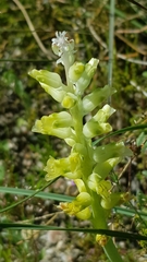 Lachenalia pallida