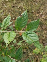 Cotoneaster bullatus