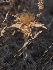 Carlina lanata