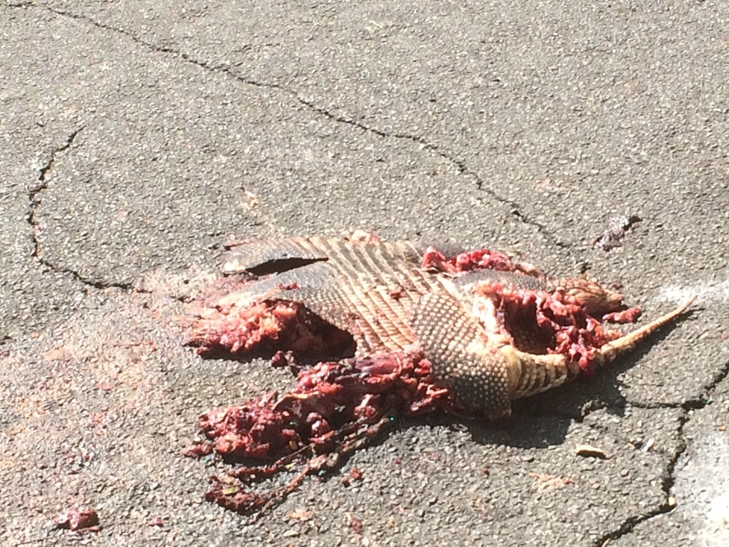 Nine Banded Armadillo From N Bailey Ave Fort Worth Tx Us On August At