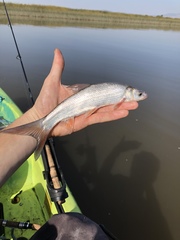 Pogonichthys macrolepidotus