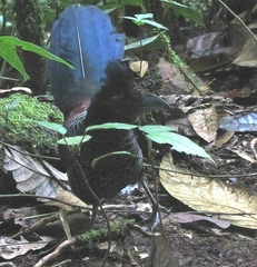 Neomorphus radiolosus