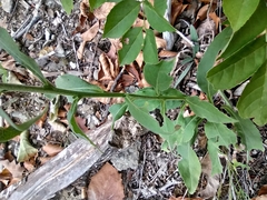Solidago virgaurea taurica