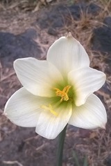 Zephyranthes alba