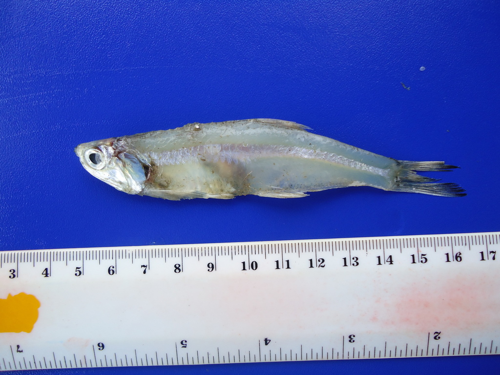 Eigenmann's anchovy (Anchoa eigenmannia) — Engraulidae