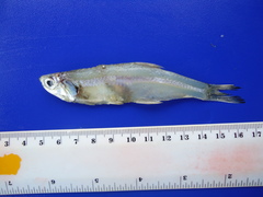 Anchoa eigenmannia