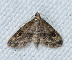 Melanomma auricinctaria