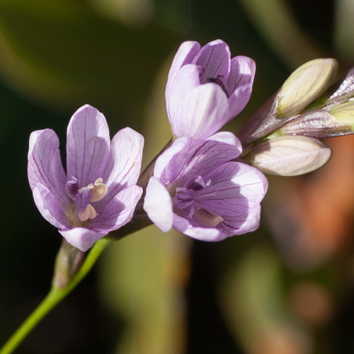 Ixia flexuosa L.