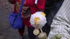 Miconieae