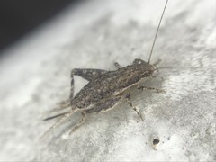 Cycloptilum comprehendens