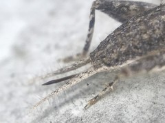 Cycloptilum comprehendens