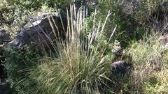 Muhlenbergia robusta