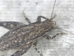 Cycloptilum comprehendens