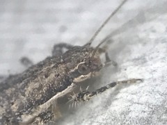 Cycloptilum comprehendens