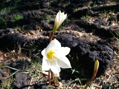 Zephyranthes alba