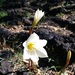Zephyranthes alba - Photo (c) Luis Vigosa, some rights reserved (CC BY-NC), uploaded by Luis Vigosa