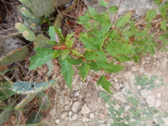 Toxicodendron radicans negundo