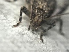 Cycloptilum comprehendens