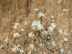 Eriogonum nudum psychicola