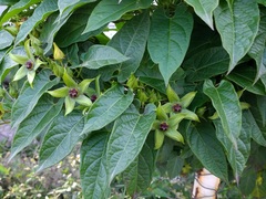 Gonolobus uniflorus