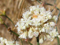 Eriogonum nudum psychicola